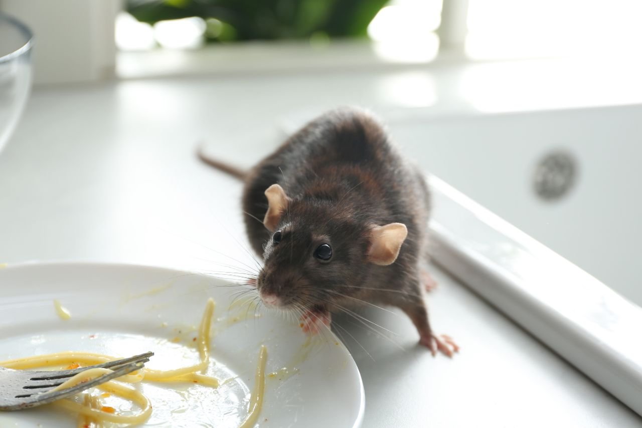 Mice Control
